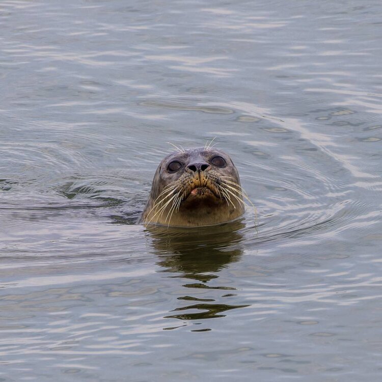 Seal1-1.jpg