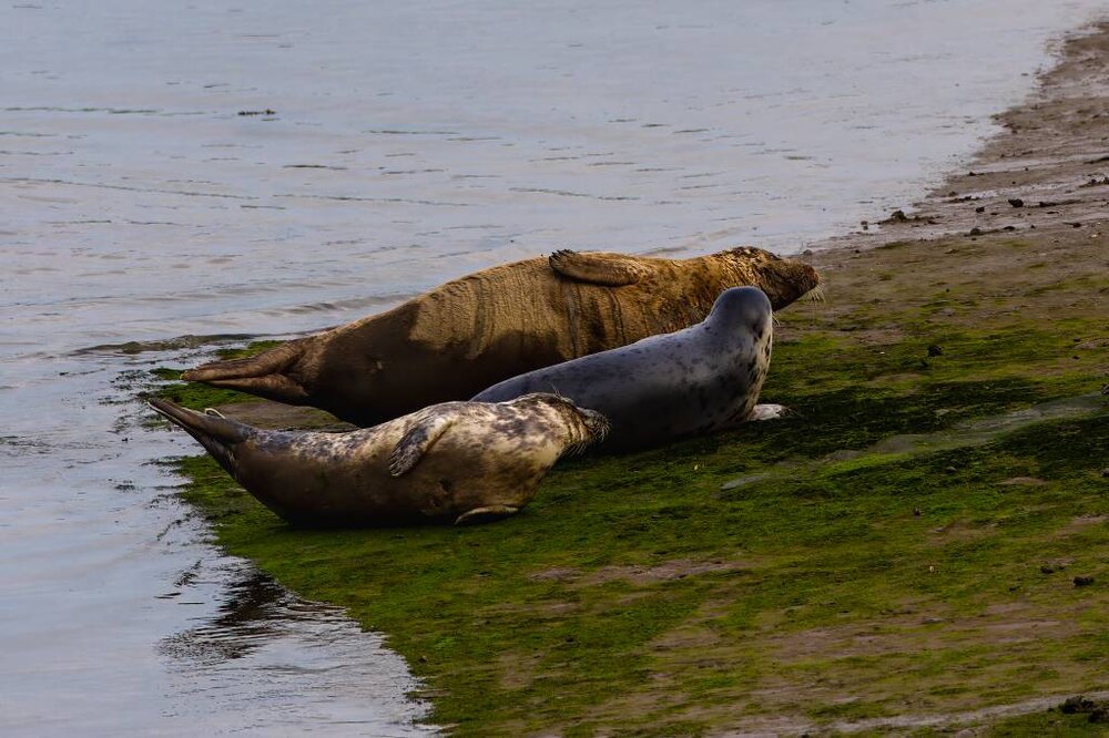 Seals-Greatham%20Creek-1.jpg
