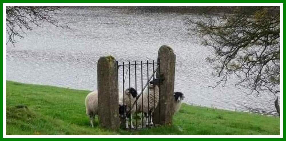 Sheep Behind A Gate.jpeg