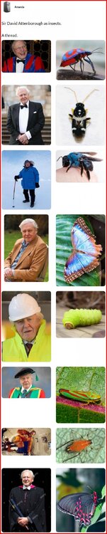 Sir David Attenborough as insects 1.jpg