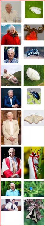 Sir David Attenborough as insects 2.jpg