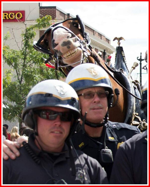 Smiling Horse.jpeg