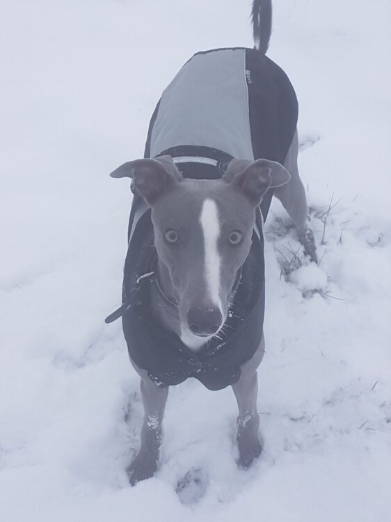 Snow.jpeg