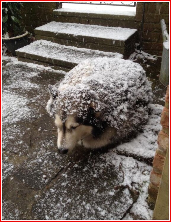 Snowy Hedgehog.jpg