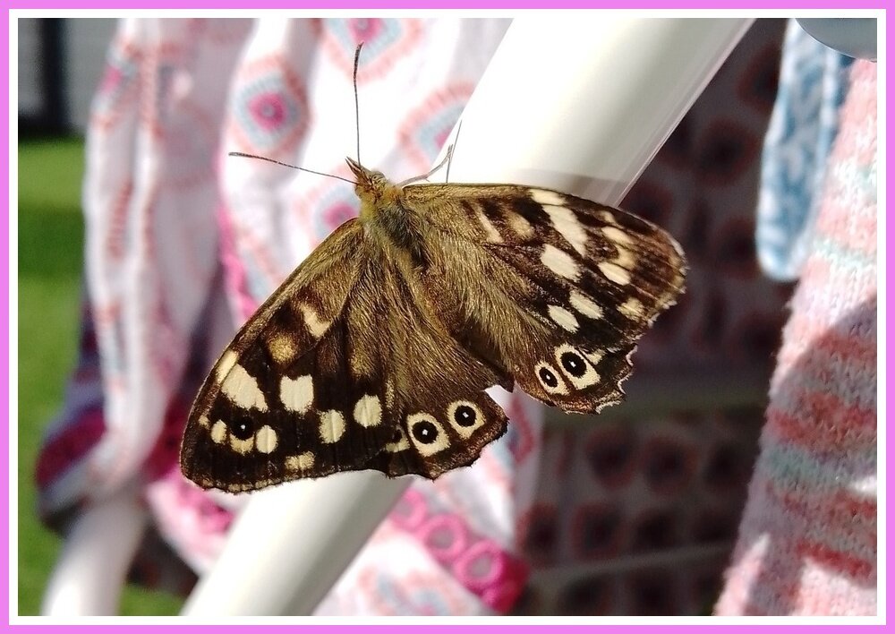 Speckled Wood.jpeg