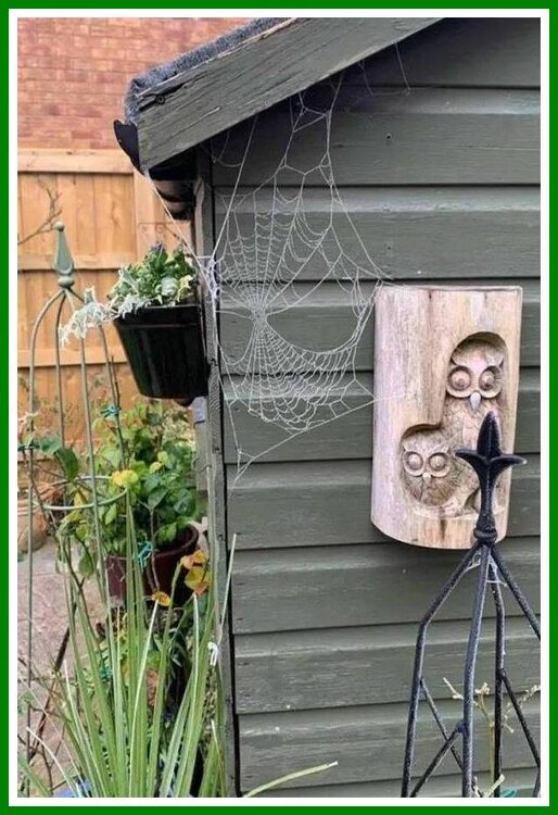 Spider-Shed.jpeg