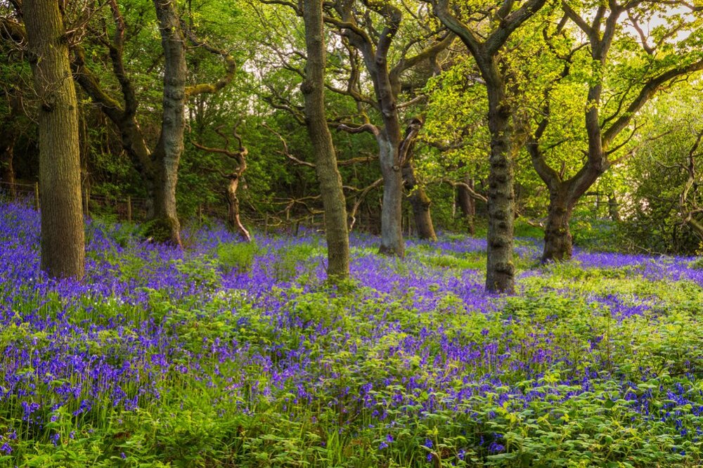 Spring-Bluebells.jpg