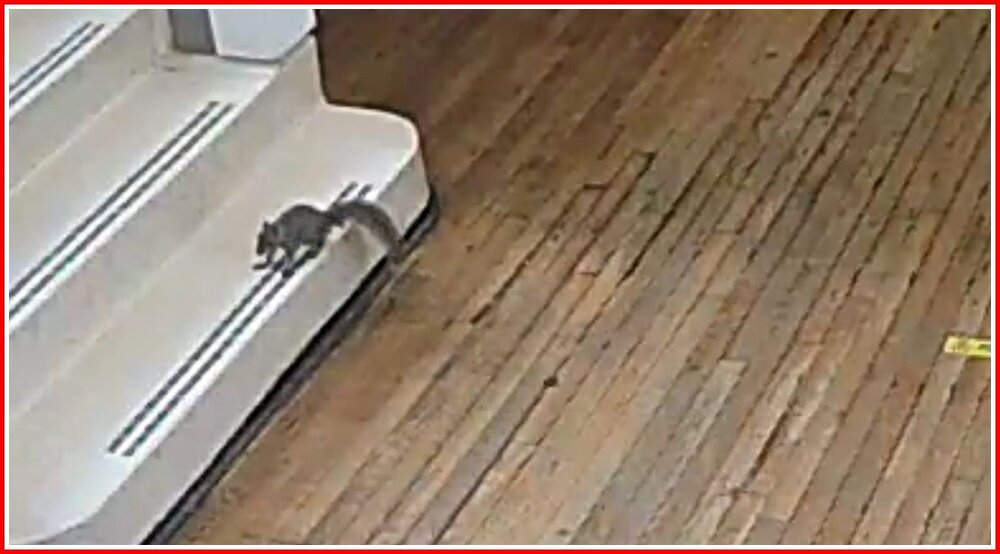 Squirrel In The Building!.jpg