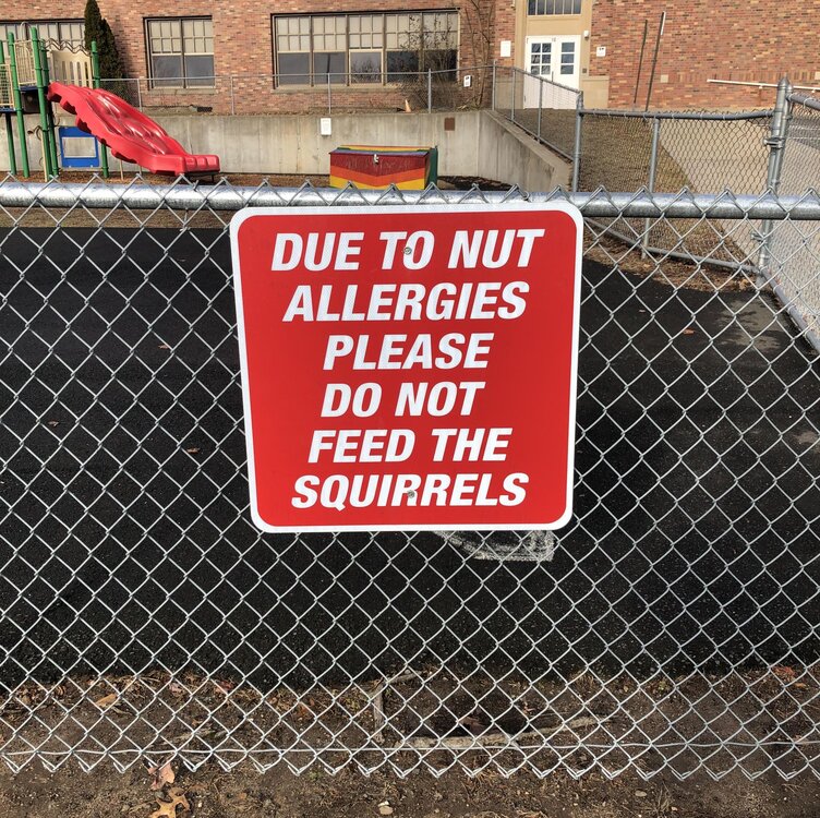 Squirrels And Their Nuts.jpg