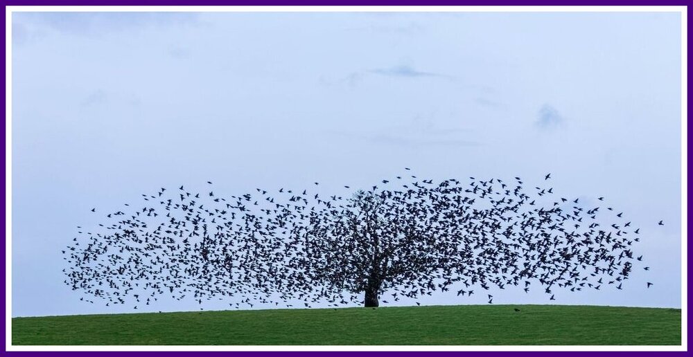 Starling Murmuration Wstmeath 12.01.2024.jpeg