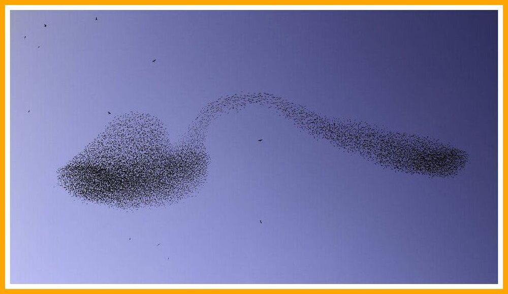 Starlings Form A Spoon Shaped Murmuration.jpeg