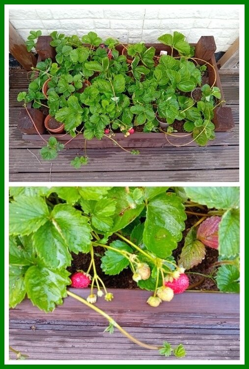 Strawberries 13.09.2023.jpeg