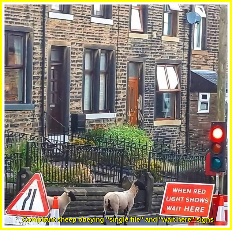 Streetwise Sheep.jpeg