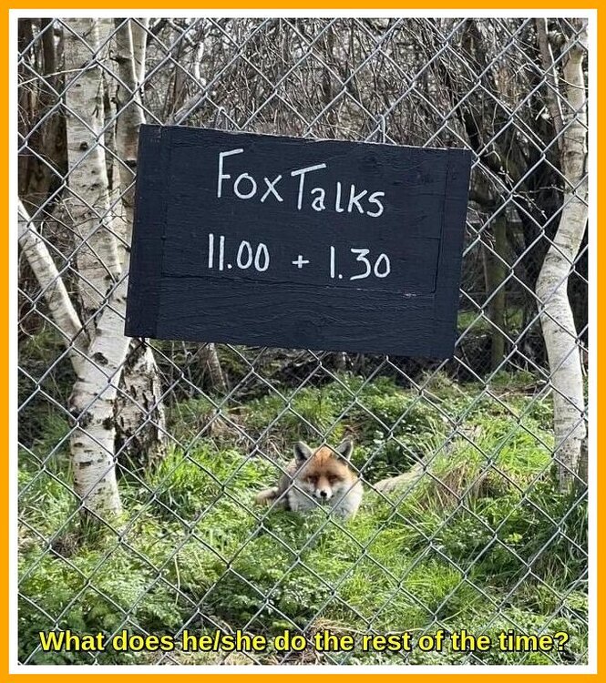 Talking Fox.jpeg