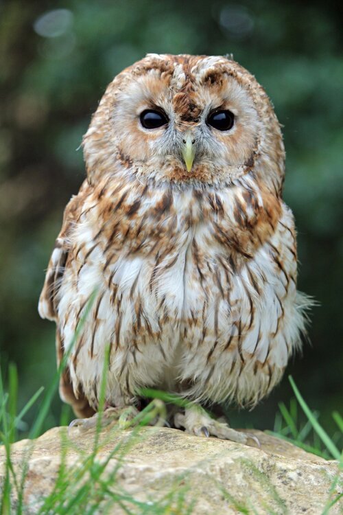 Tawny Owl (4)_edited-1.jpg