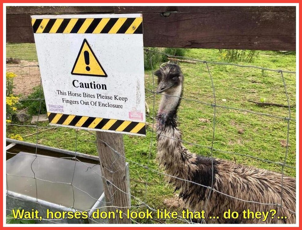 That's No Horse.jpeg