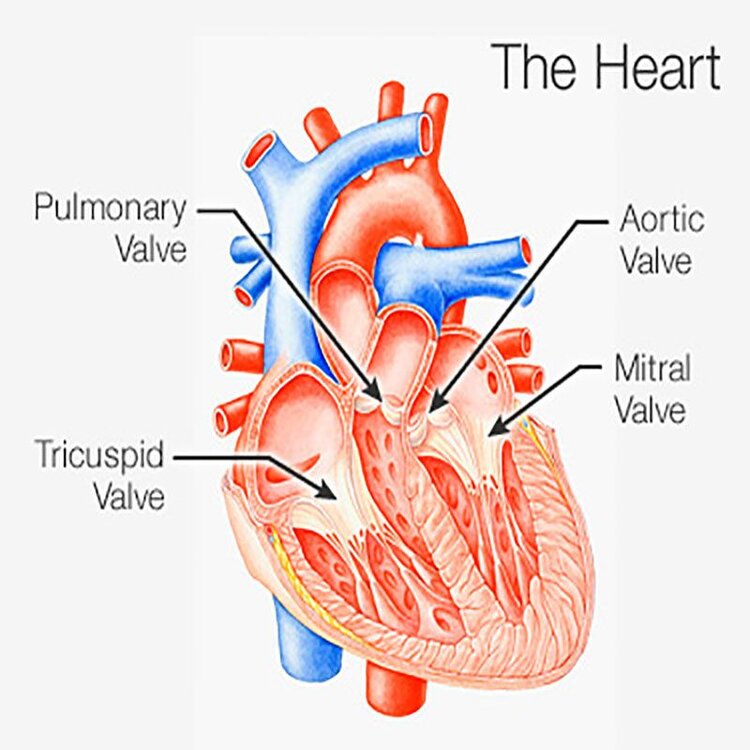 The Heart.jpg