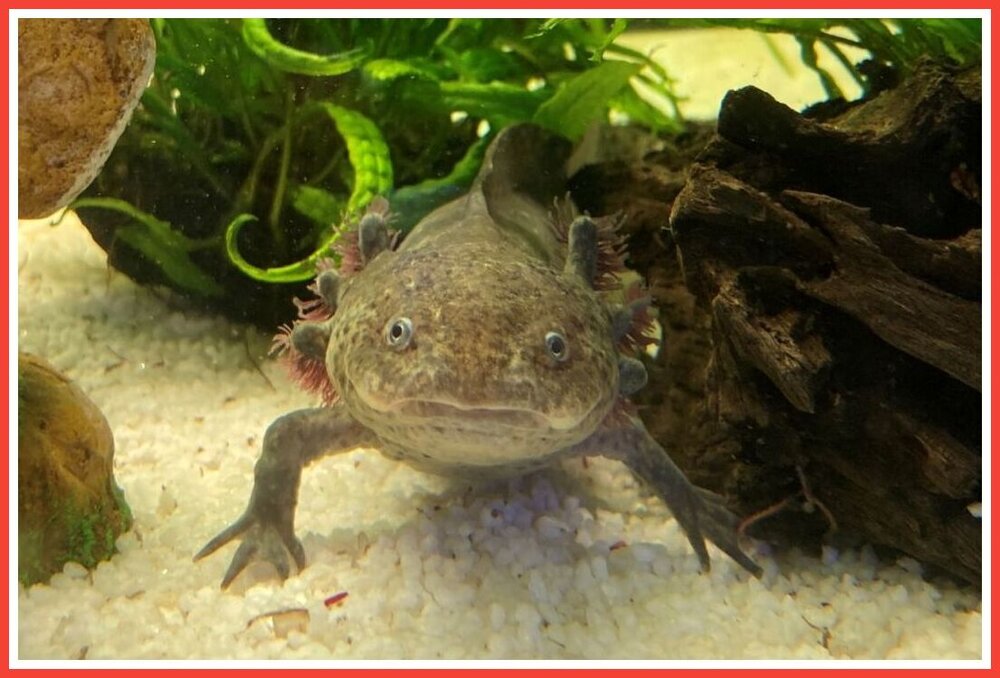 The Story Museum Axolotl.jpeg