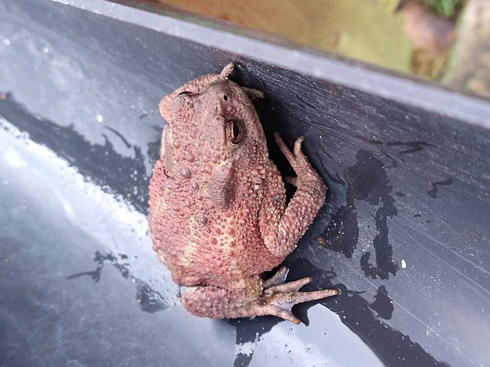 Toad.jpg