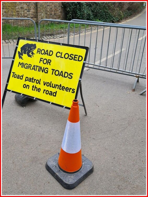 Toads On The Road!.jpg