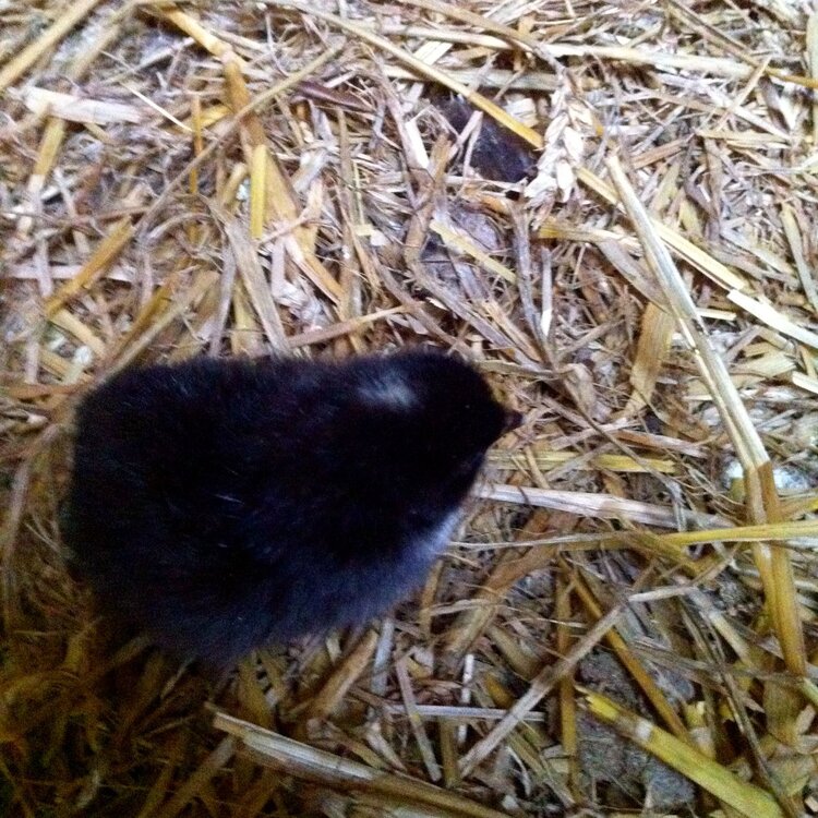 T'other Chick.jpg