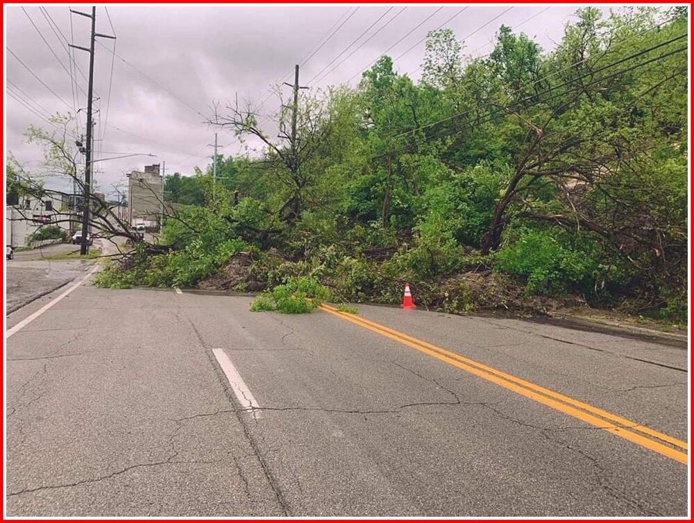 Tree In The Road.jpg