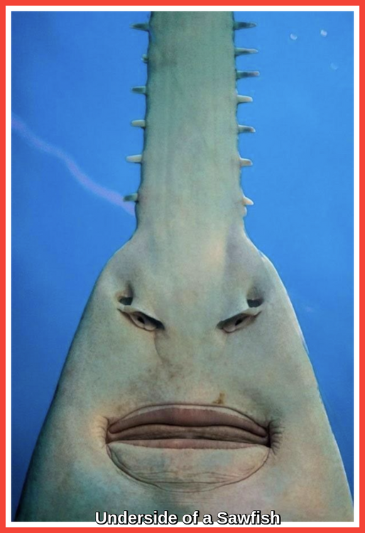 Underside of a Sawfish.png