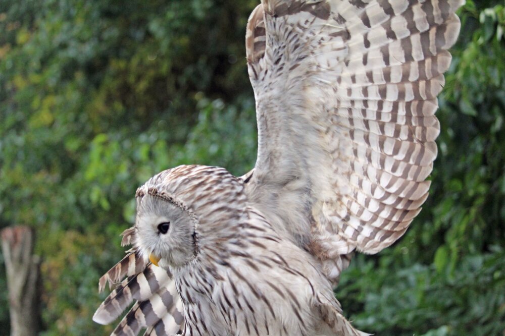 Ural Owl in flight (7)_edited-1.jpg