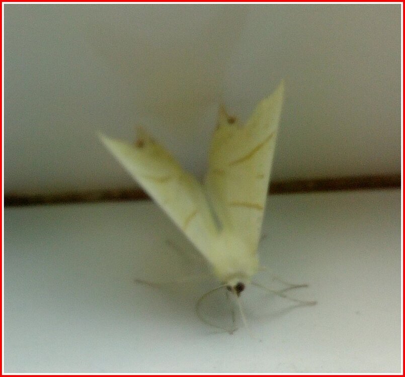Visitor 02.07.2020.jpg
