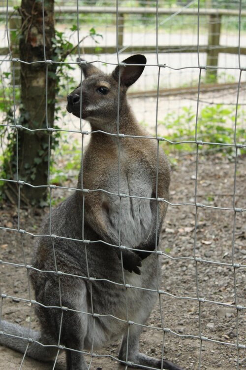 Wallaby.jpg