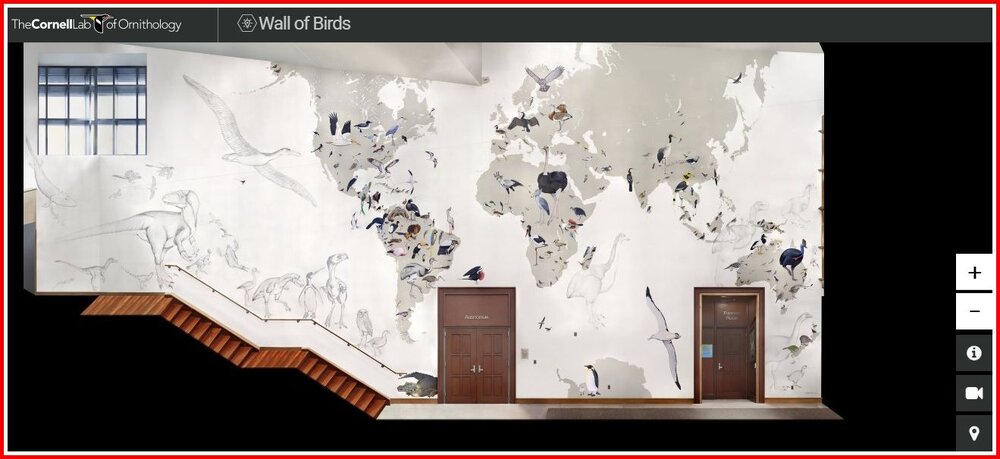 Wall of Birds - Cornell Lab of Ornithology.jpg