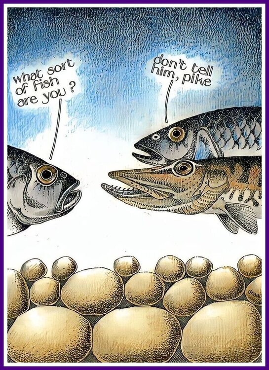 What Sort Of Fish Are You.jpeg
