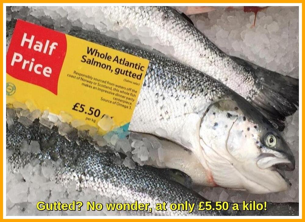 Whole Atlantic Salmon.jpeg