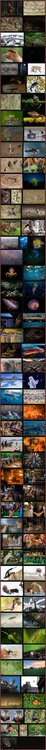 Wildlife Photographer of the Year.jpg