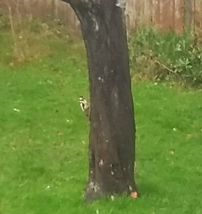 Woodpecker.jpg