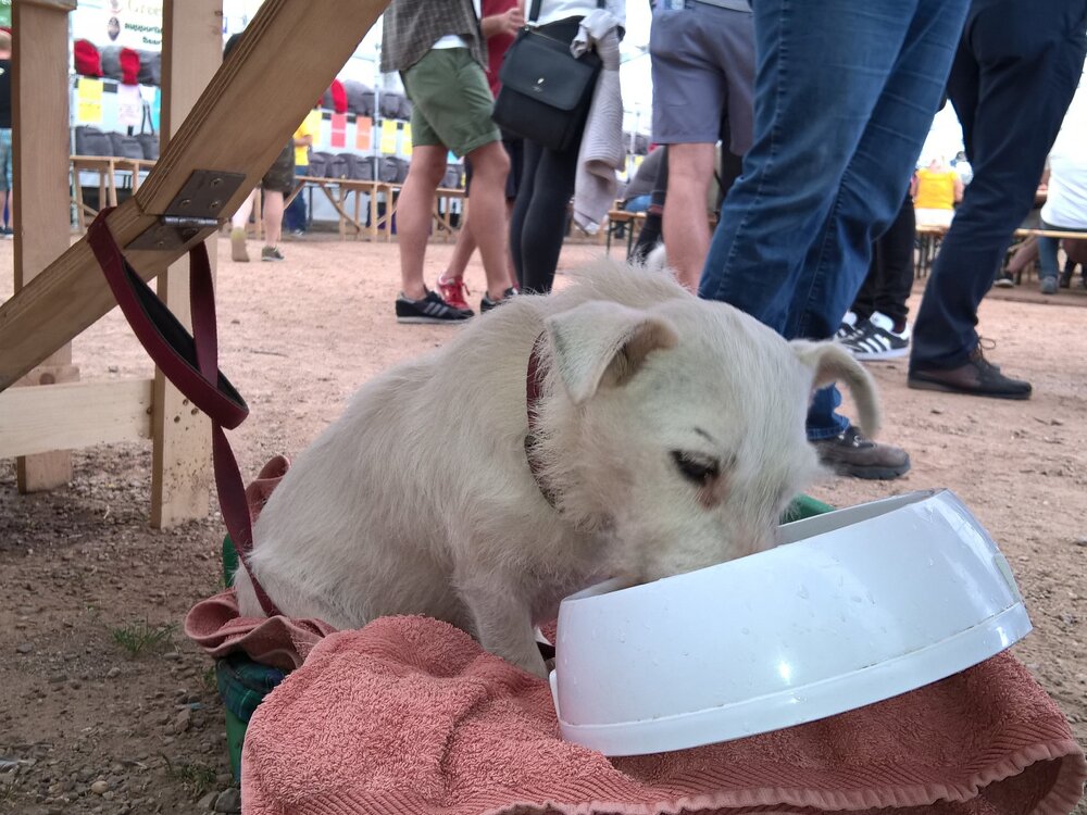WorcesterBF2018.jpg