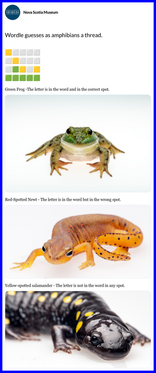 Wordle Guesses As Amphibians.png