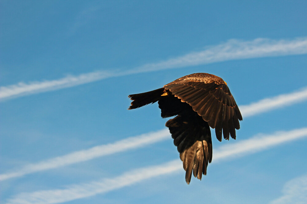 Yellow-Billed Kite in flight (4)_edited-1.jpg