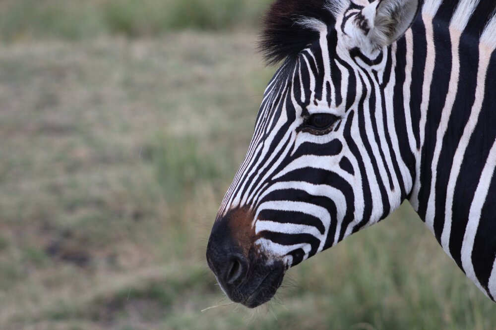 Zebra.jpg