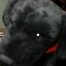 edudog