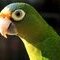 squawk