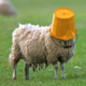 ninjaguardsheep