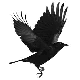 Corvidae