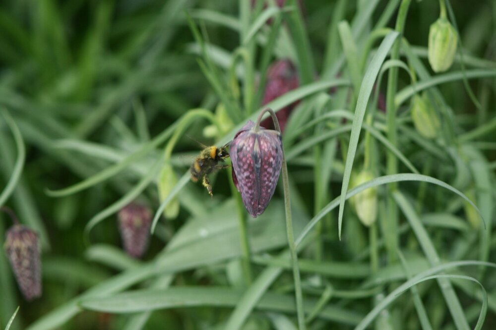 bee.jpg