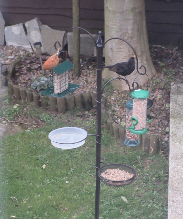 bird_feeder_march2021.png