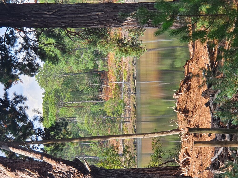 brownsea island.jpg