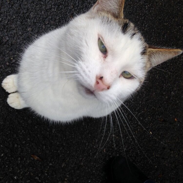cat.JPG
