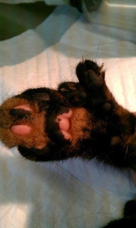 catthumb.jpg