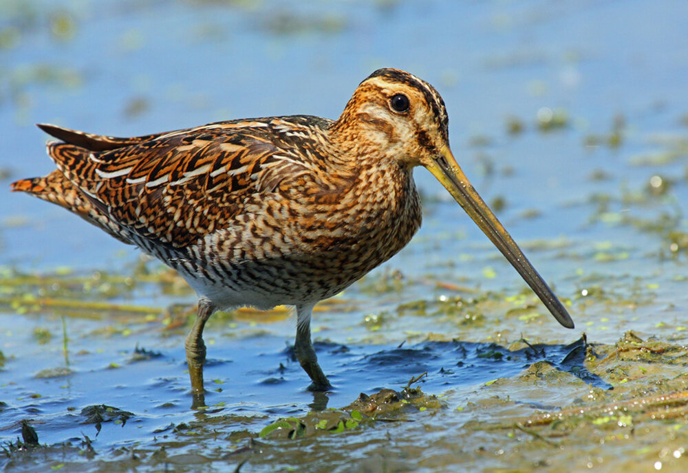 common-snipe.jpg