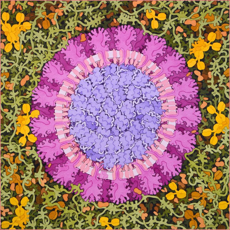 coronavirus.jpg